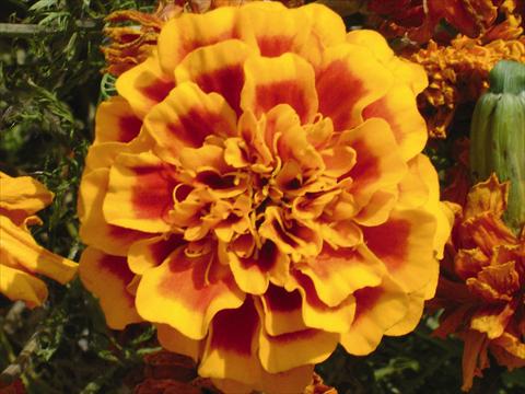 foto van een variëteit aan bloemen, te gebruiken als: Perkplant / Borders Tagetes patula Hero™ Orange Bee