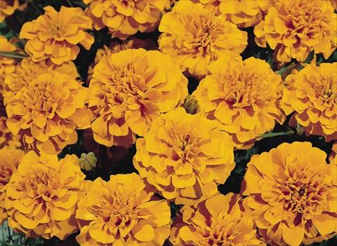 foto van een variëteit aan bloemen, te gebruiken als: Perkplant / Borders Tagetes patula Hero™ Orange