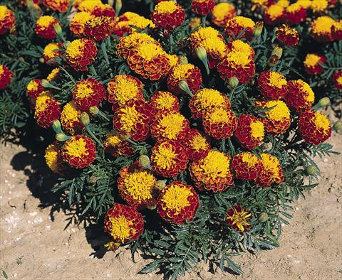 foto van een variëteit aan bloemen, te gebruiken als: Perkplant / Borders Tagetes patula Hero™ Spry