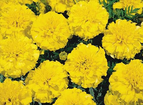 foto van een variëteit aan bloemen, te gebruiken als: Perkplant / Borders Tagetes patula Hero™ Yellow