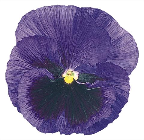 foto van een variëteit aan bloemen, te gebruiken als: Pot - en perkplant Viola wittrockiana Inspire® Blue with Blotch