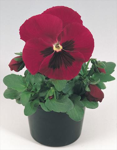 foto van een variëteit aan bloemen, te gebruiken als: Pot - en perkplant Viola wittrockiana Inspire® Carmine with Blotch