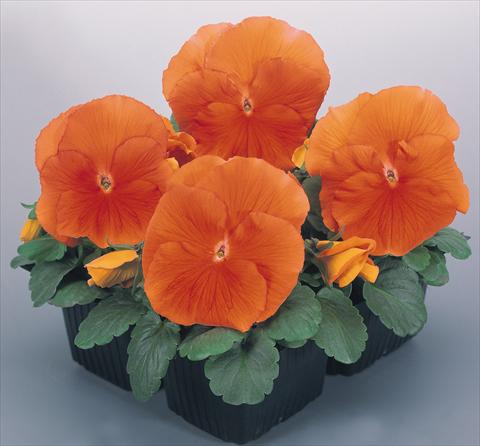 foto van een variëteit aan bloemen, te gebruiken als: Pot - en perkplant Viola wittrockiana Inspire® Deep Orange