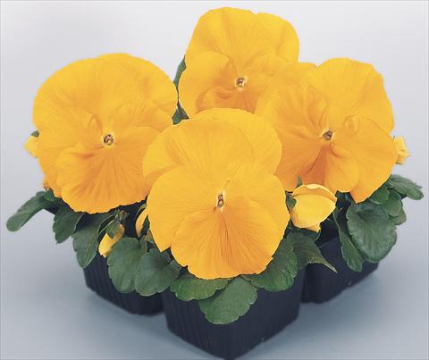 foto van een variëteit aan bloemen, te gebruiken als: Pot - en perkplant Viola wittrockiana Inspire® Golden Yellow