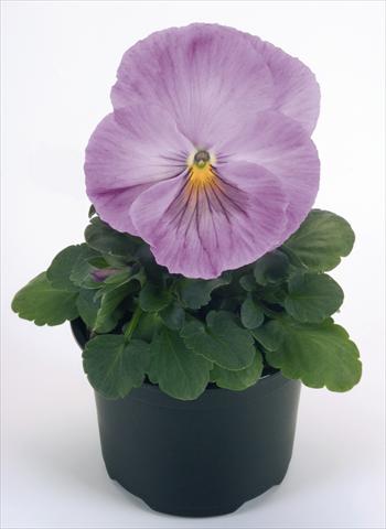 foto van een variëteit aan bloemen, te gebruiken als: Pot - en perkplant Viola wittrockiana Inspire® Lavender Pink