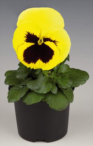 foto van een variëteit aan bloemen, te gebruiken als: Pot - en perkplant Viola wittrockiana Inspire® Lemon with Blotch