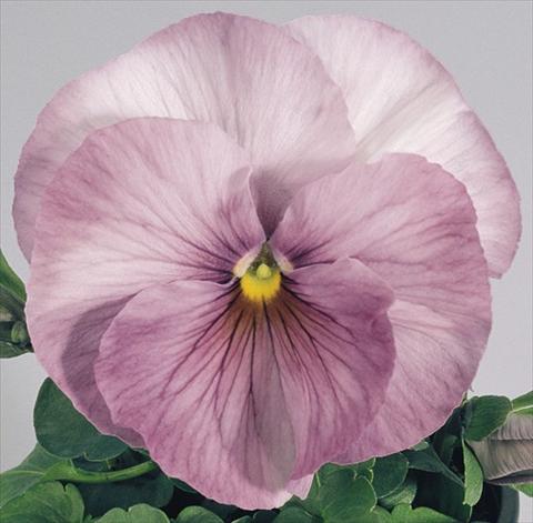 foto van een variëteit aan bloemen, te gebruiken als: Pot - en perkplant Viola wittrockiana Inspire® Lilac Shades