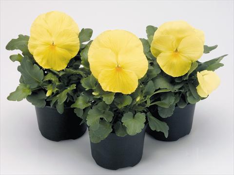 foto van een variëteit aan bloemen, te gebruiken als: Pot - en perkplant Viola wittrockiana Inspire® Primerose
