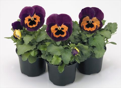 foto van een variëteit aan bloemen, te gebruiken als: Pot - en perkplant Viola wittrockiana Inspire® Purple and Orange