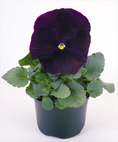 foto van een variëteit aan bloemen, te gebruiken als: Pot - en perkplant Viola wittrockiana Inspire® Purple