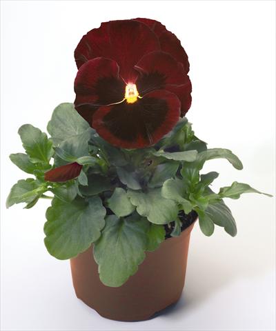 foto van een variëteit aan bloemen, te gebruiken als: Pot - en perkplant Viola wittrockiana Inspire® Red with Blotch