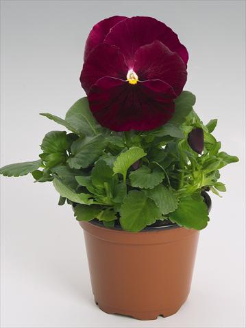 foto van een variëteit aan bloemen, te gebruiken als: Pot - en perkplant Viola wittrockiana Inspire® Rose
