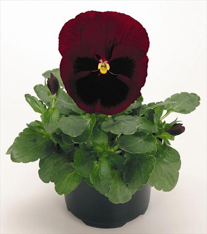 foto van een variëteit aan bloemen, te gebruiken als: Pot - en perkplant Viola wittrockiana Inspire® Ruby