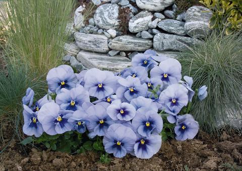 foto van een variëteit aan bloemen, te gebruiken als: Pot - en perkplant Viola wittrockiana Inspire® Silver Blue with Blotch