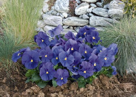 foto van een variëteit aan bloemen, te gebruiken als: Pot - en perkplant Viola wittrockiana Inspire® True Blue