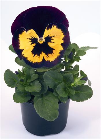 foto van een variëteit aan bloemen, te gebruiken als: Pot - en perkplant Viola wittrockiana Inspire® Violet and Yellow