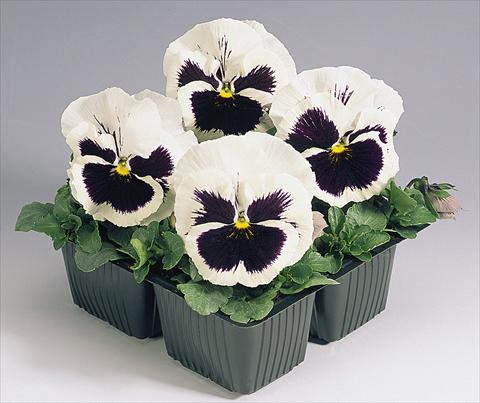 foto van een variëteit aan bloemen, te gebruiken als: Pot - en perkplant Viola wittrockiana Inspire® White with Blotch