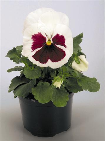 foto van een variëteit aan bloemen, te gebruiken als: Pot - en perkplant Viola wittrockiana Inspire® White with Red Blotch