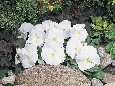 foto van een variëteit aan bloemen, te gebruiken als: Pot - en perkplant Viola wittrockiana Inspire® White