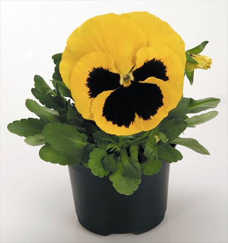foto van een variëteit aan bloemen, te gebruiken als: Pot - en perkplant Viola wittrockiana Inspire® Yellow with Blotch