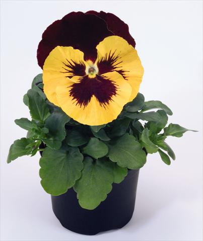foto van een variëteit aan bloemen, te gebruiken als: Pot - en perkplant Viola wittrockiana Inspire® Yellow with Red Wing