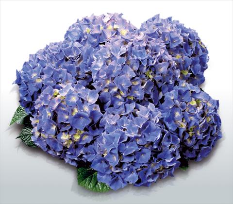 foto van een variëteit aan bloemen, te gebruiken als: Pot - en perkplant Hydrangea macrophylla Atlantic Blue©
