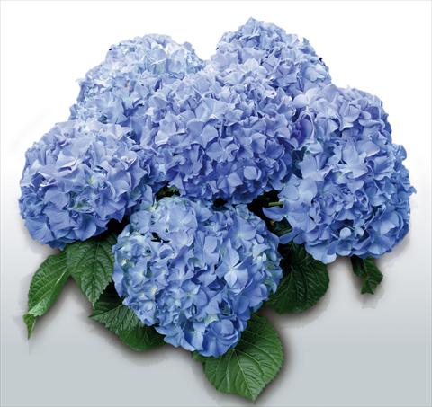 foto van een variëteit aan bloemen, te gebruiken als: Pot - en perkplant Hydrangea macrophylla Blauer Zwerg