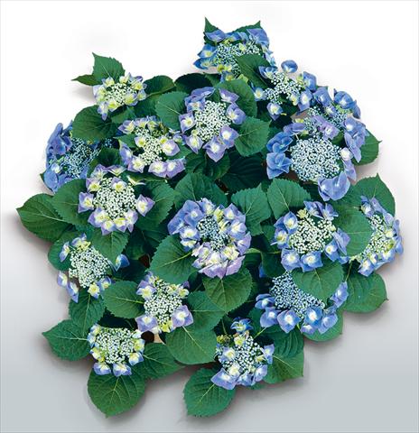 foto van een variëteit aan bloemen, te gebruiken als: Pot - en perkplant Hydrangea macrophylla Blaumeise