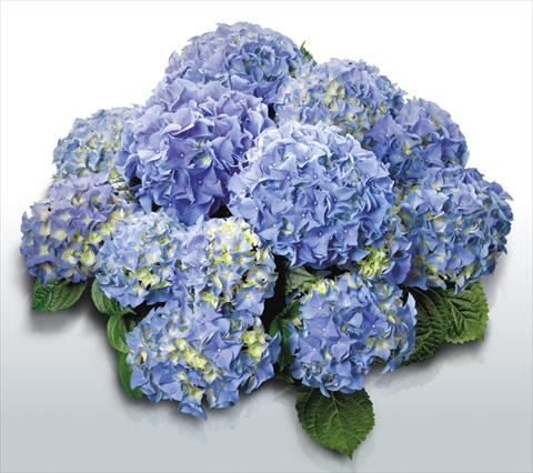 foto van een variëteit aan bloemen, te gebruiken als: Pot - en perkplant Hydrangea macrophylla Early Blue©
