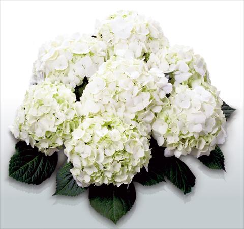 foto van een variëteit aan bloemen, te gebruiken als: Pot - en perkplant Hydrangea macrophylla First White©