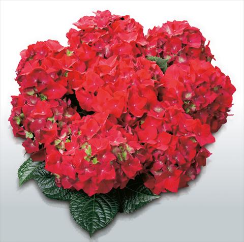 foto van een variëteit aan bloemen, te gebruiken als: Pot - en perkplant Hydrangea macrophylla Hot Red©