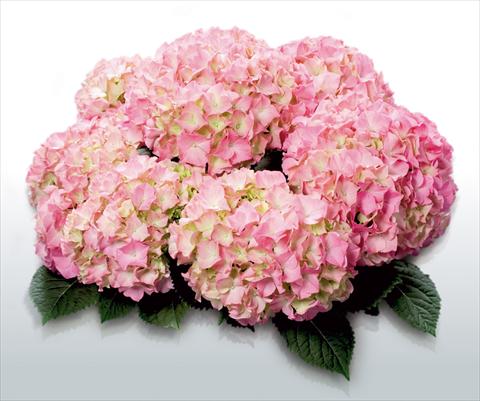 foto van een variëteit aan bloemen, te gebruiken als: Pot - en perkplant Hydrangea macrophylla Pink Beauty©