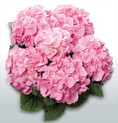 foto van een variëteit aan bloemen, te gebruiken als: Pot - en perkplant Hydrangea macrophylla Pink Delight©