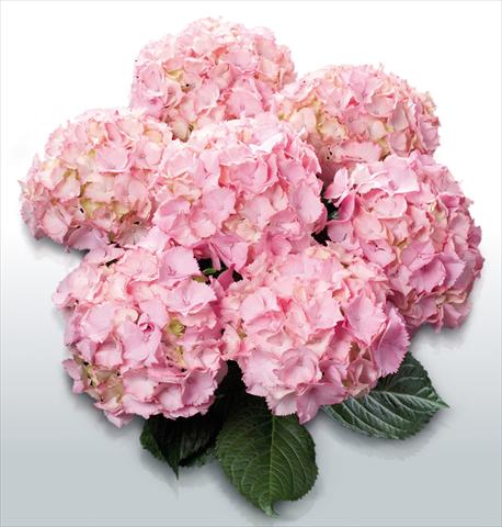 foto van een variëteit aan bloemen, te gebruiken als: Pot - en perkplant Hydrangea macrophylla Pink Picotee©