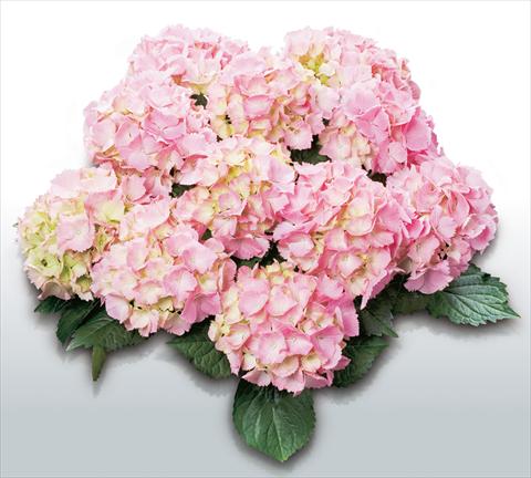 foto van een variëteit aan bloemen, te gebruiken als: Pot - en perkplant Hydrangea macrophylla Pink Sensation©