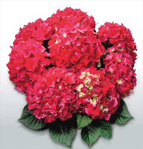 foto van een variëteit aan bloemen, te gebruiken als: Pot - en perkplant Hydrangea macrophylla Red Beauty©