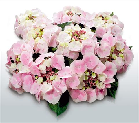 foto van een variëteit aan bloemen, te gebruiken als: Pot - en perkplant Hydrangea macrophylla Sweet Dreams©