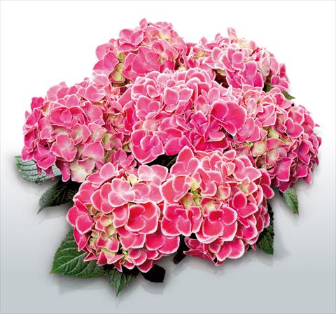 foto van een variëteit aan bloemen, te gebruiken als: Pot - en perkplant Hydrangea macrophylla Tivoli Rosa©