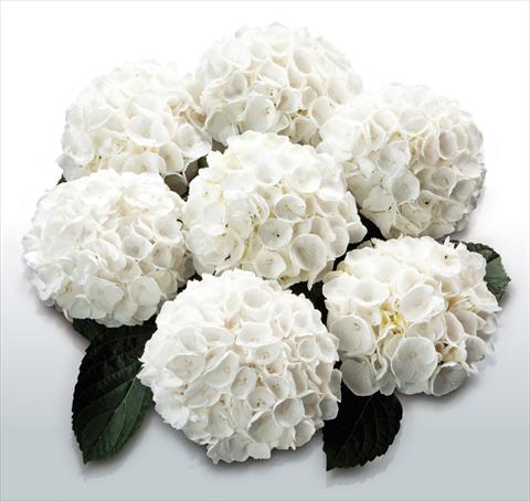 foto van een variëteit aan bloemen, te gebruiken als: Pot - en perkplant Hydrangea macrophylla White Delight©