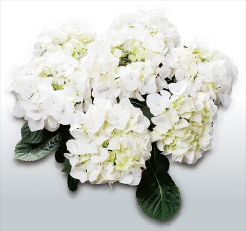foto van een variëteit aan bloemen, te gebruiken als: Pot - en perkplant Hydrangea macrophylla White Spirit©