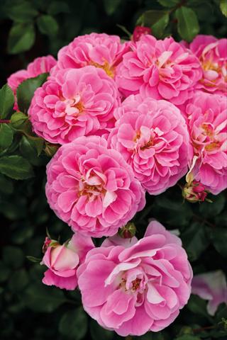 foto van een variëteit aan bloemen, te gebruiken als: Perkplant / Borders Rosa paesaggistica Lovely Pink®