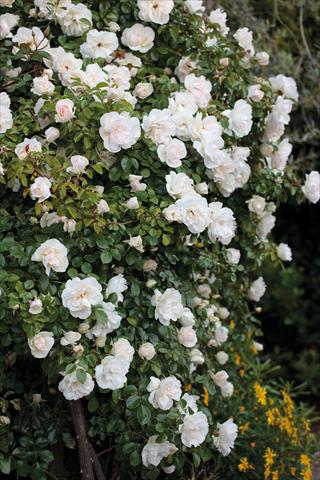 foto van een variëteit aan bloemen, te gebruiken als: Perkplant / Borders Rosa rampicante GP Perle Crescendo®