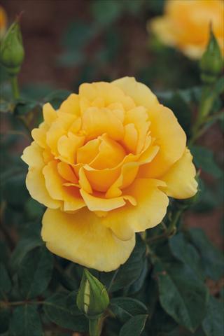 foto van een variëteit aan bloemen, te gebruiken als: Perkplant / Borders Rosa Tea Eureka®