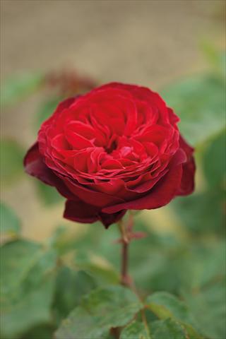 foto van een variëteit aan bloemen, te gebruiken als: Perkplant / Borders Rosa Tea Royal Garden®