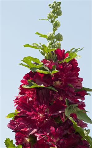 foto van een variëteit aan bloemen, te gebruiken als: Pot - en perkplant Alcea rosea Spring Celebrities Crimson