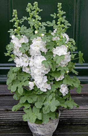foto van een variëteit aan bloemen, te gebruiken als: Pot - en perkplant Alcea rosea Spring Celebrities White