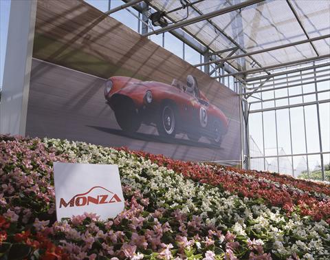foto van een variëteit aan bloemen, te gebruiken als: Pot - en perkplant Begonia semperflorens Monza F1