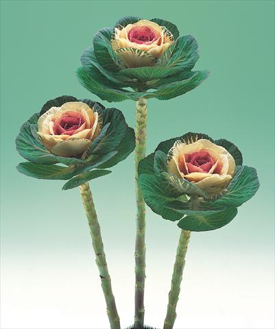 foto van een variëteit aan bloemen, te gebruiken als:  Brassica oleracea Crane Bicolor F1