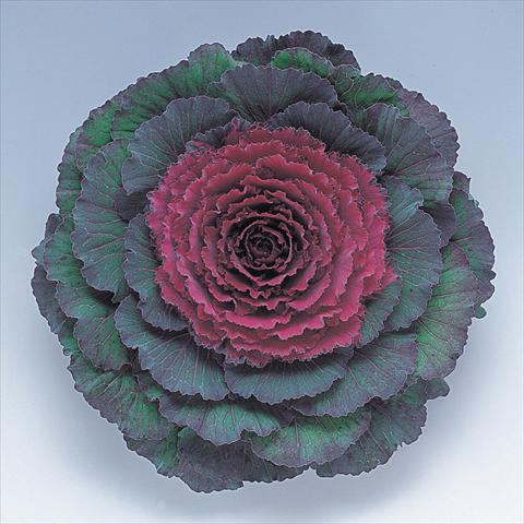 foto van een variëteit aan bloemen, te gebruiken als: Pot - en perkplant Brassica oleracea Pigeon Purple F1