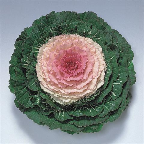 foto van een variëteit aan bloemen, te gebruiken als: Pot - en perkplant Brassica oleracea Pigeon Victoria F1